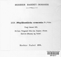 Phyllosticta cruenta image